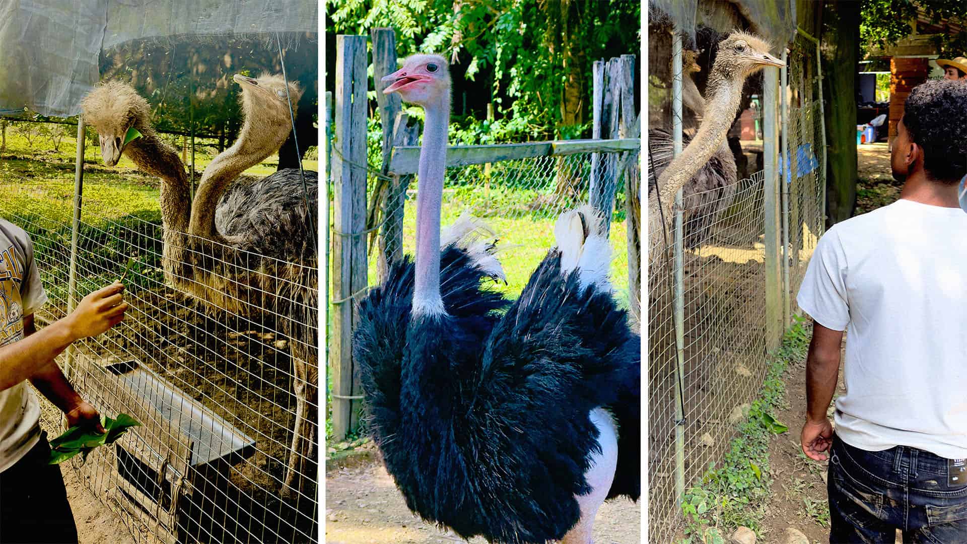 feeding ostrich in belize (l) ostrich (c) ostrich farm belize (r)