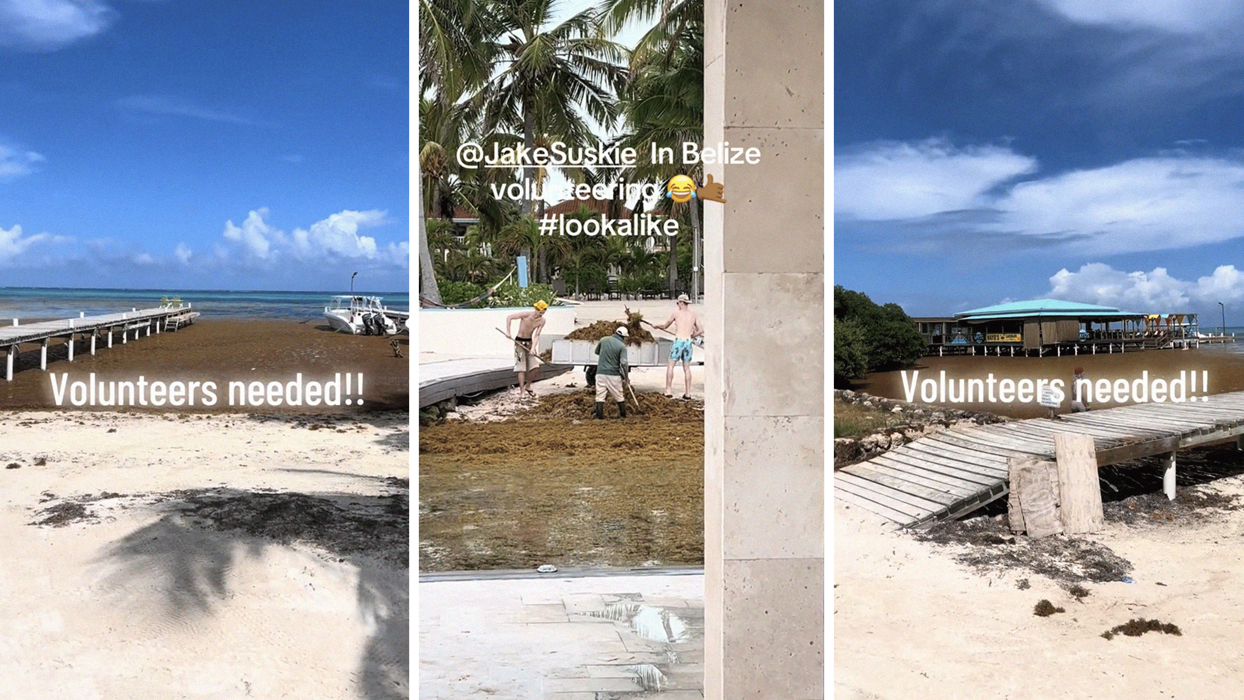 sargassum belize (l) tourists helping sargassum (c0 san pedro (r)