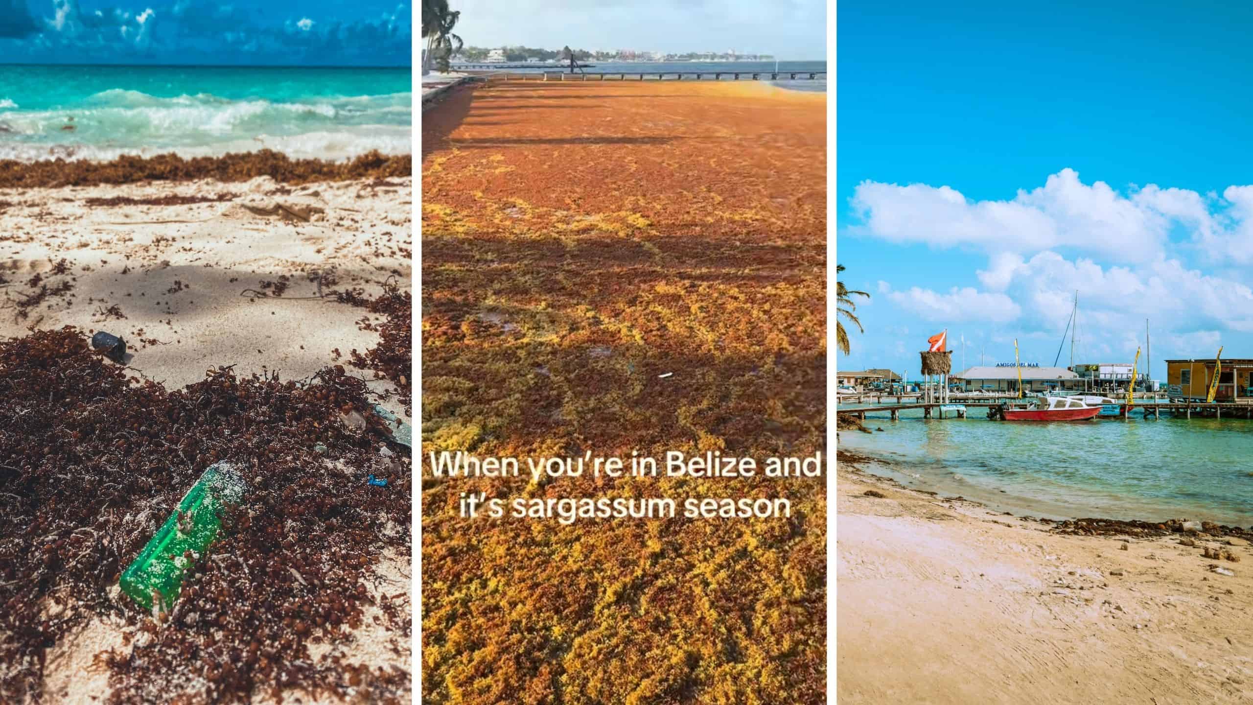 (l) sargassum (c) sargassum in belize (l) ambergris caye